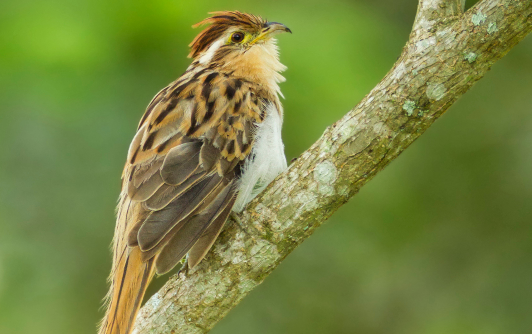 Ave Trespiés (Foto vía Getty Images)