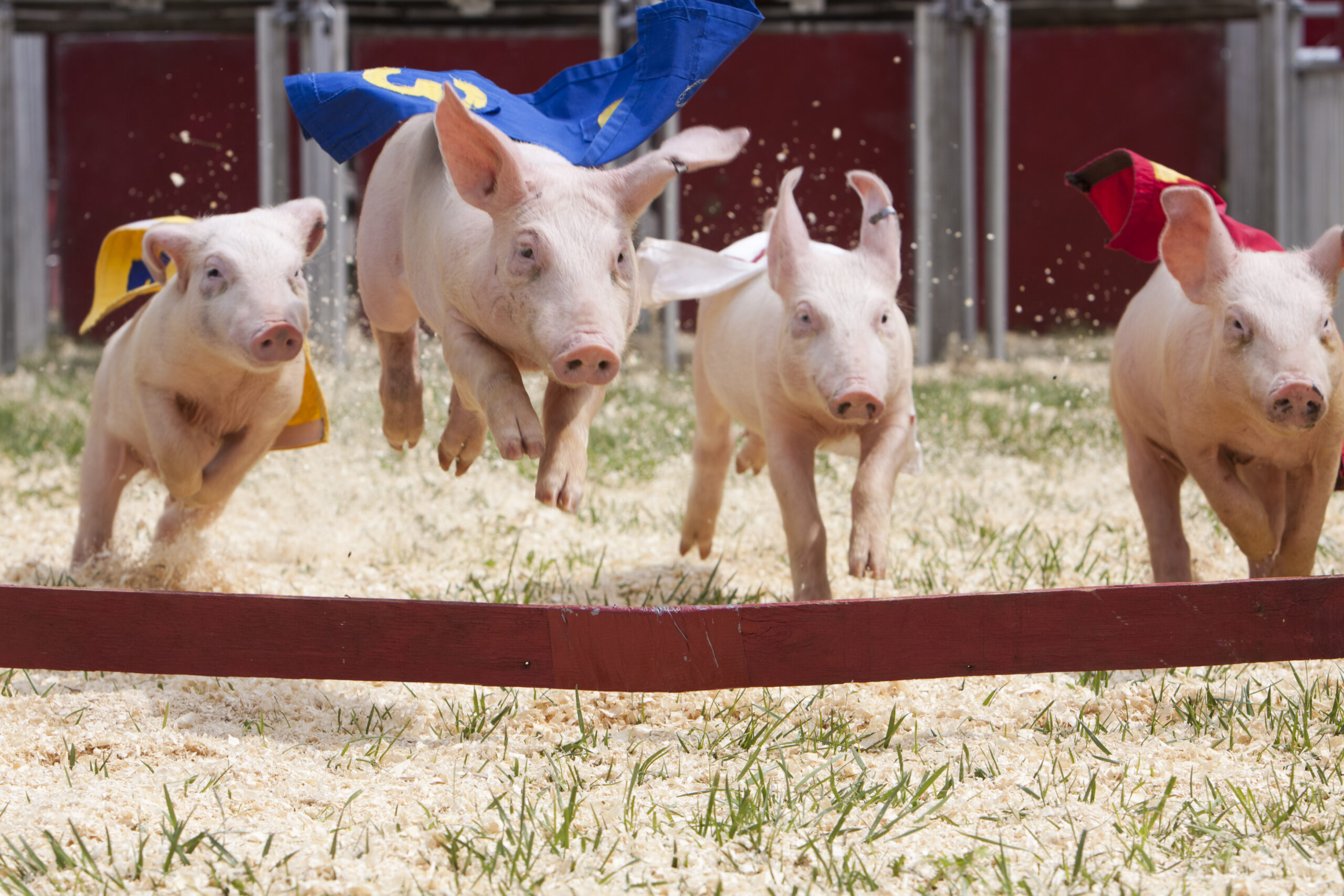 Cuatro cerdos durante una carrera (Foto vía Getty Images)