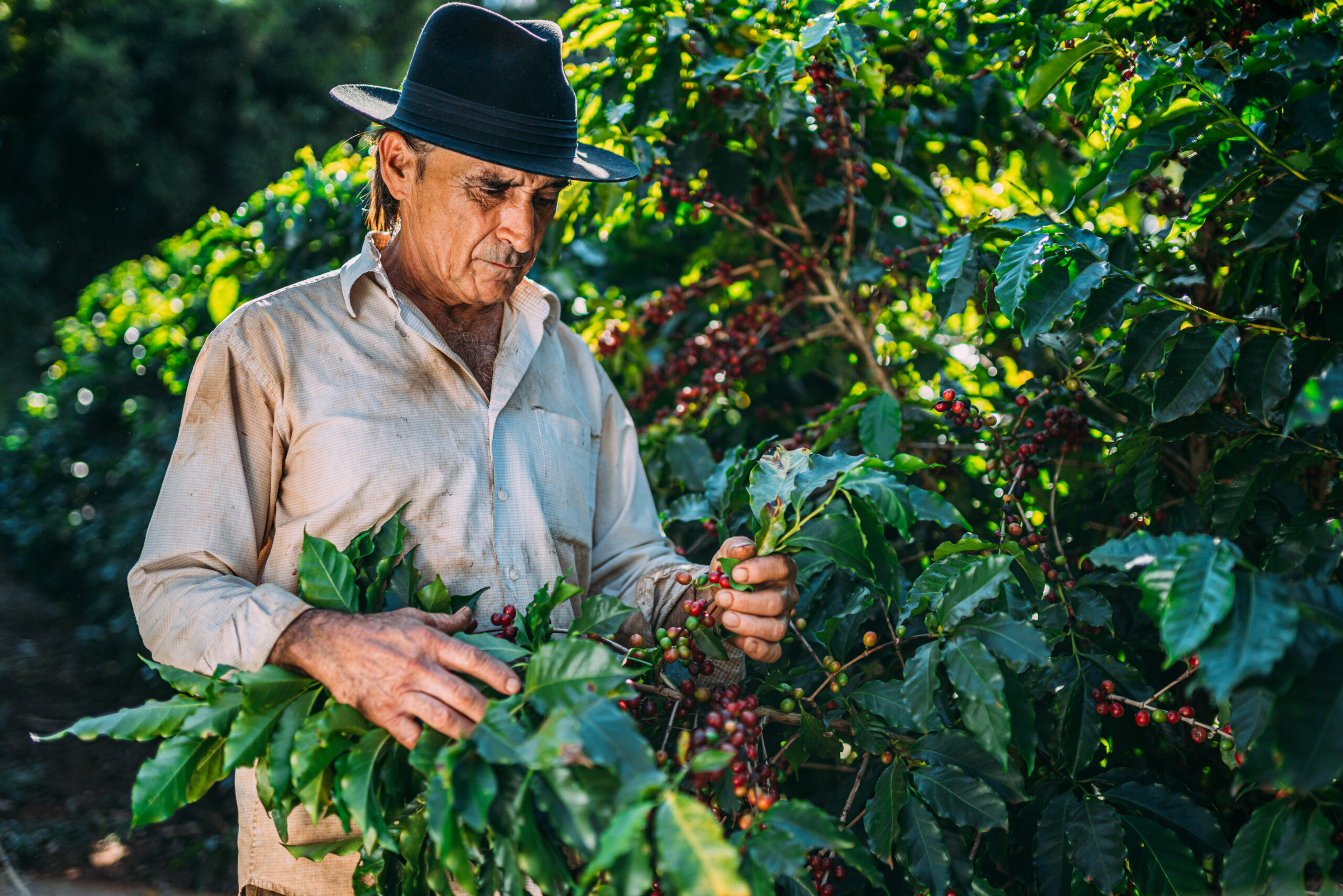 Hombre recolectando la cosecha de café (Foto vía Getty Images)