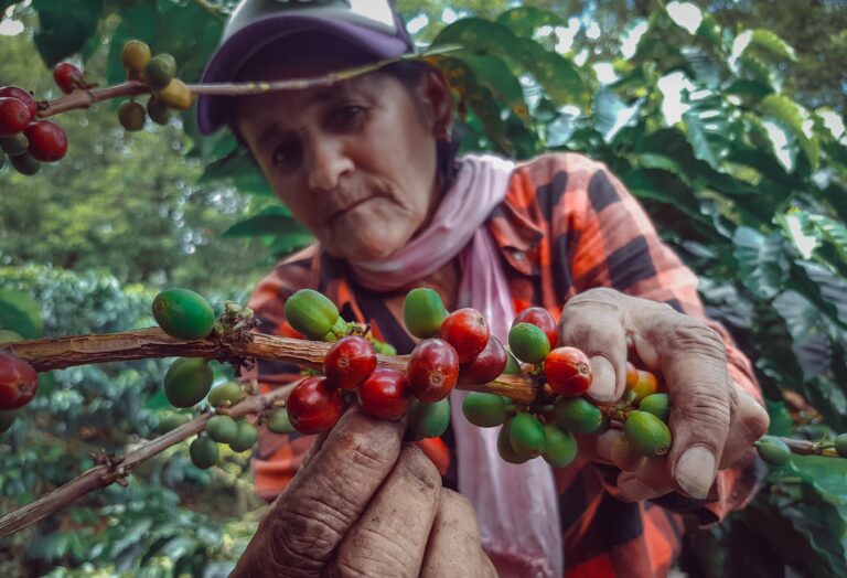 Mujer recogiendo café en el Eje Cafetero colombiano. (Foto vía Getty Images)