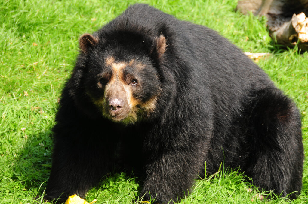 Oso de anteojos (Foto vía Getty Images)