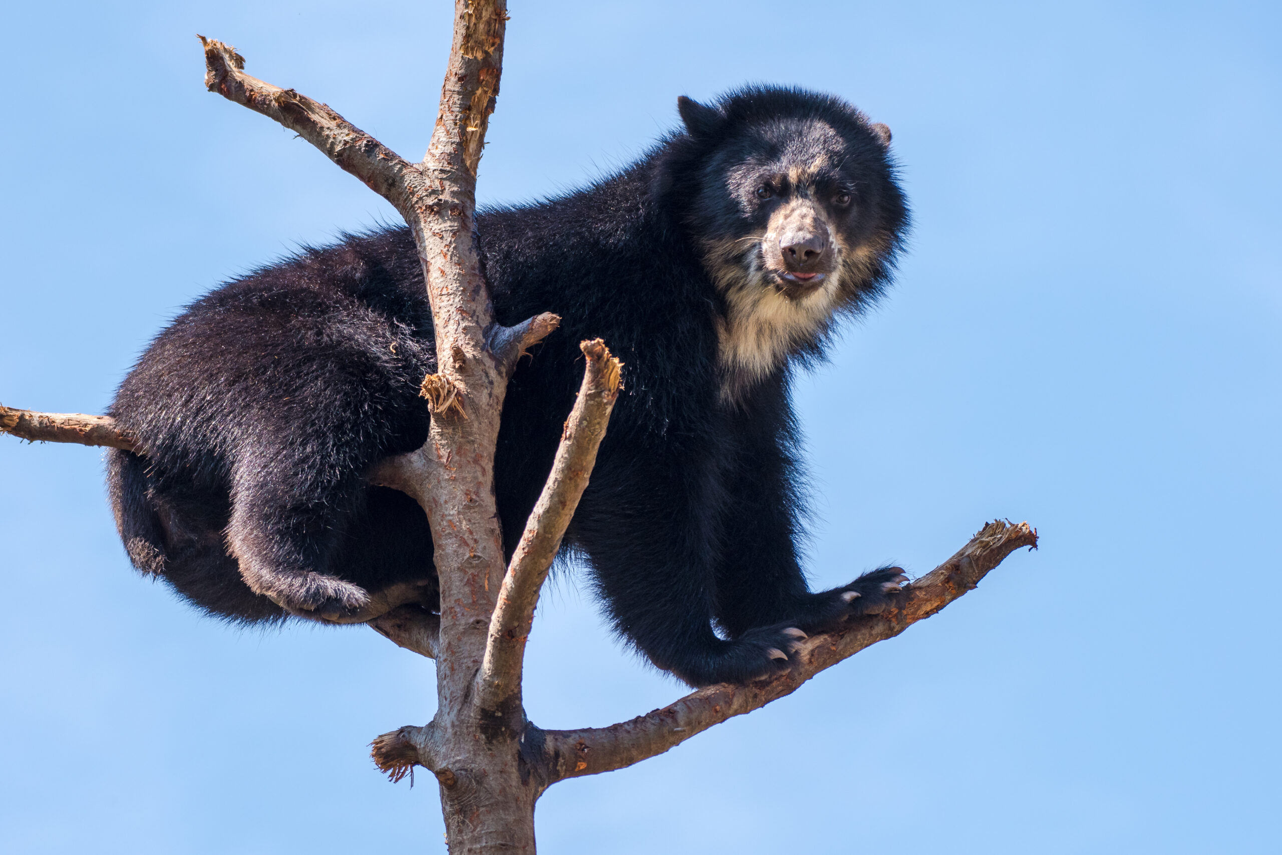Oso de anteojos o andino trepado en una rama (Foto vía Getty Images)