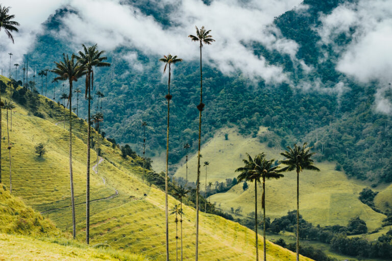 Valle del Cocora, Salento, Colombia (Foto vía Getty Images)