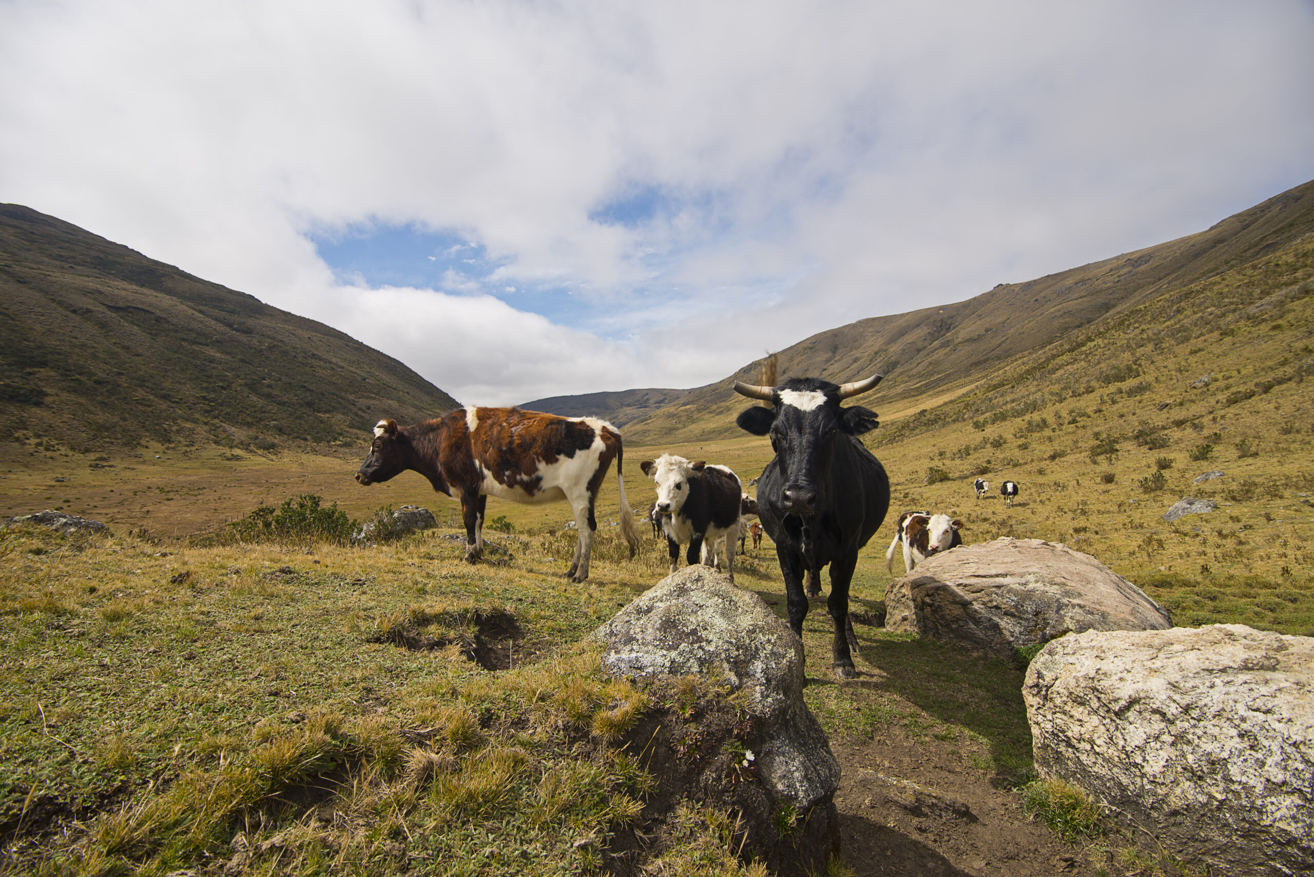 Ganado en el Páramo de Santubán (Foto vía Getty Images)