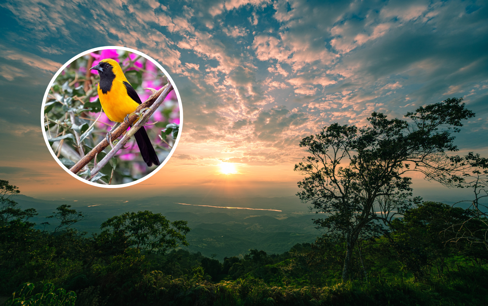 Paisaje montañoso en Colombia en el atardecer y de fondo una imagen del pájaro denominado Toche (Fotos vía Getty Images)