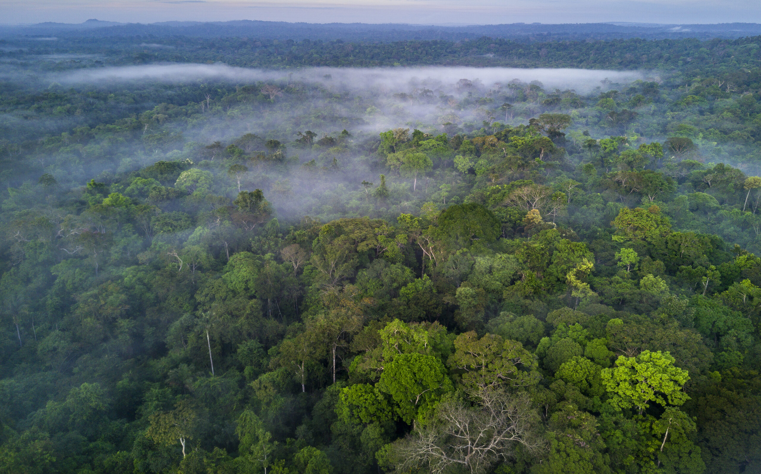 Selva en el Amazonas, entre los territorios de Colombia y Brasil (Foto vía Getty Images)