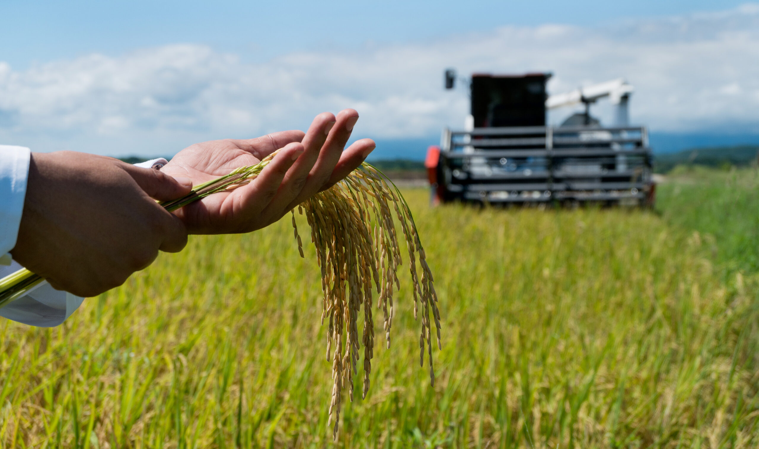 Imagen de referencia a Festival de Arroz en Tolima/ Getty Images