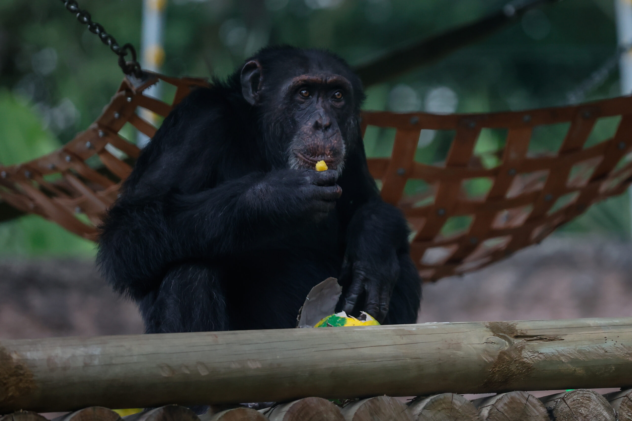 Yoko, chimpancé que vivió en cautiverio en Colombia (Getty Images)