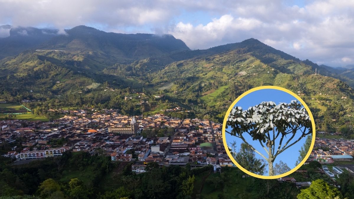 Municipio de Antioquia y árbol de yarumo