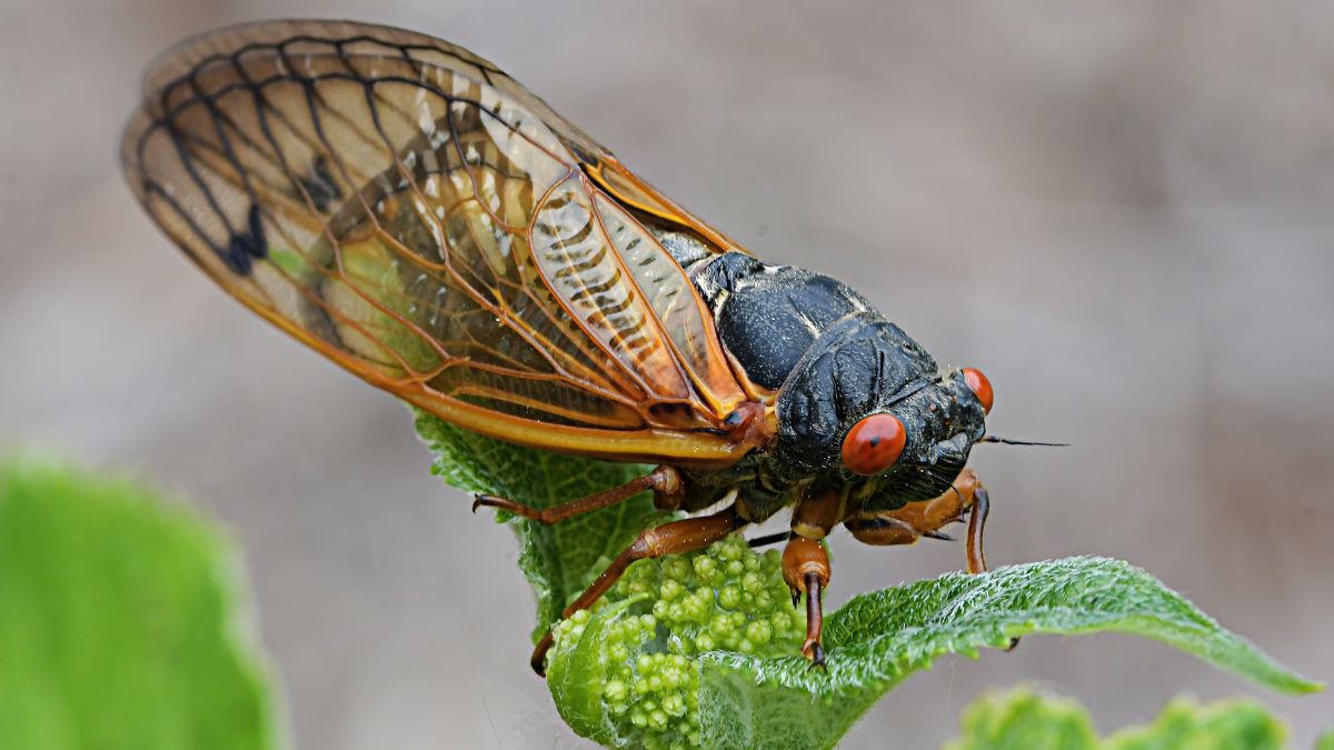chicharra en una hoja