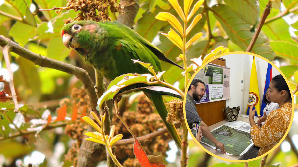Cotorra serrana y representantes del Plan de Manejo de Loros y Guacamayas | Fotos: Corpamag.