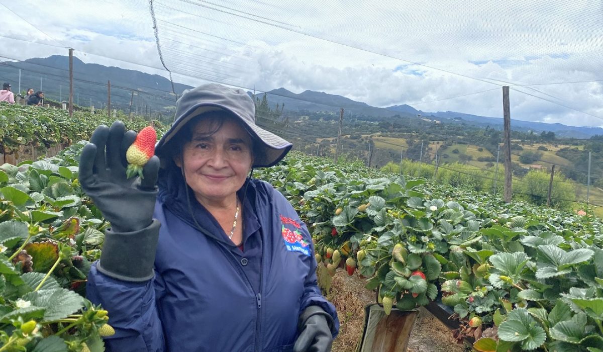 Cortesía : Alkosto "Cultivo fresa Guasca Cundinamarca"