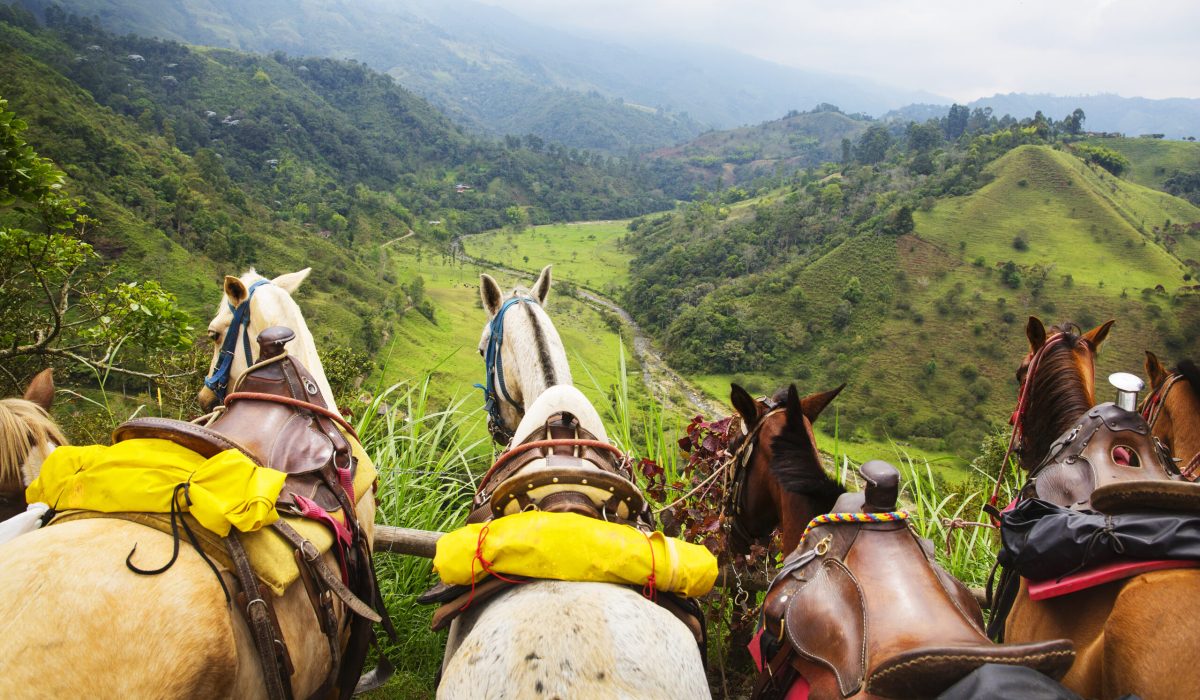Caballos apreciando el paisaje de la región cafetera colombiana. (Foto vía Getty Images)