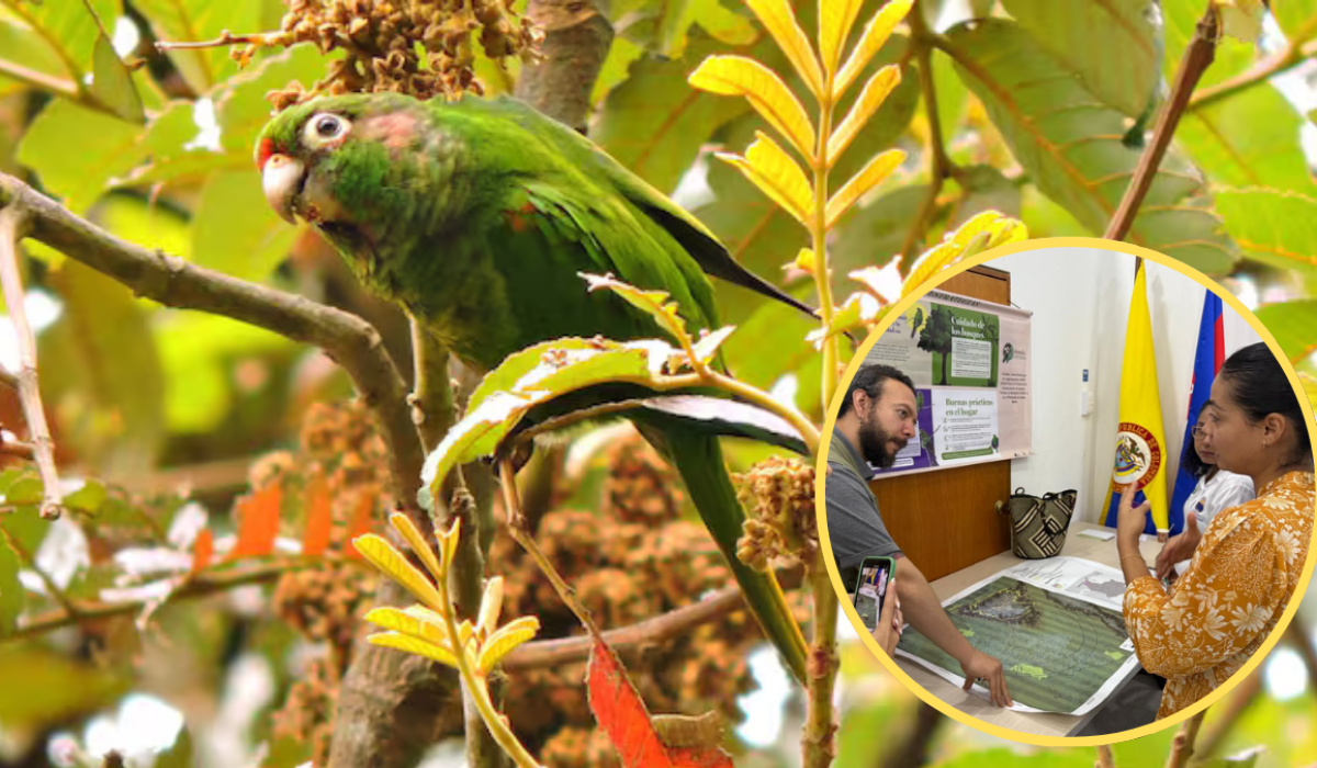 Cotorra serrana y representantes del Plan de Manejo de Loros y Guacamayas | Fotos: Corpamag.
