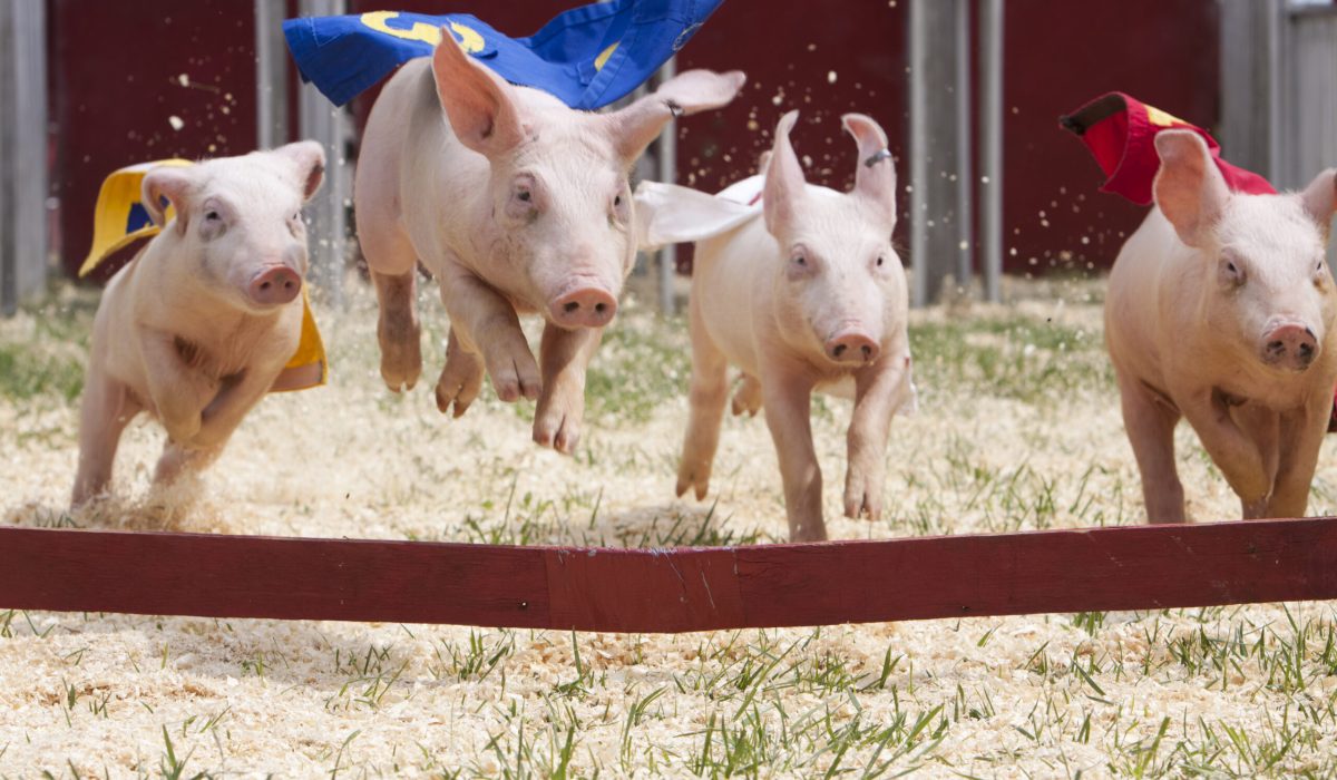 Cuatro cerdos durante una carrera (Foto vía Getty Images)