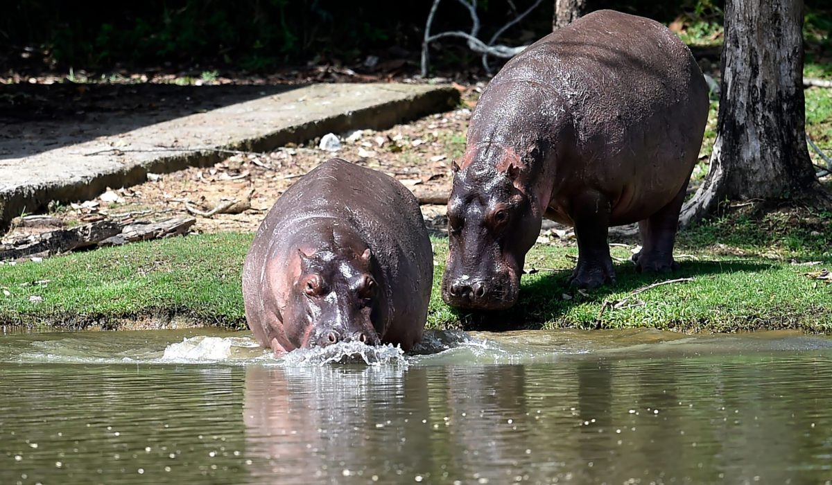 Familia campesina adoptó un hipopótamo / Foto: GettyImages