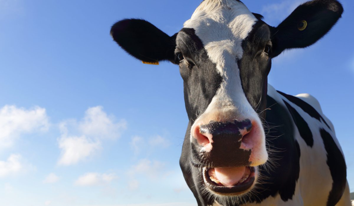 Friesian cow with mouth open looking at camera