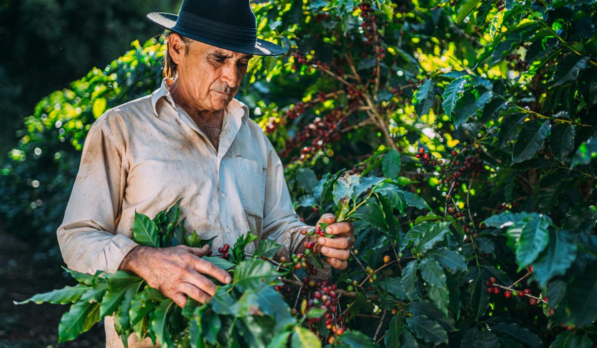 Hombre recolectando la cosecha de café (Foto vía Getty Images)