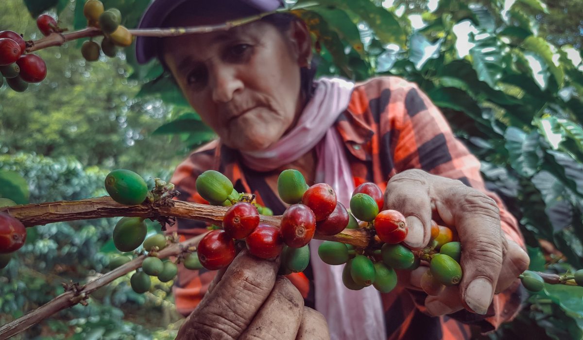 Mujer recogiendo café en el Eje Cafetero colombiano. (Foto vía Getty Images)