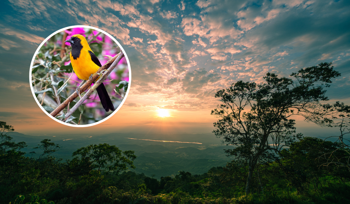 Paisaje montañoso en Colombia en el atardecer y de fondo una imagen del pájaro denominado Toche (Fotos vía Getty Images)