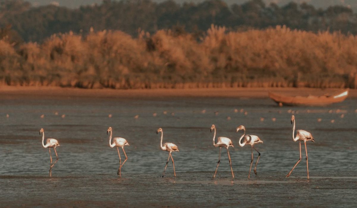 6 flamencos rosados pasando por agua