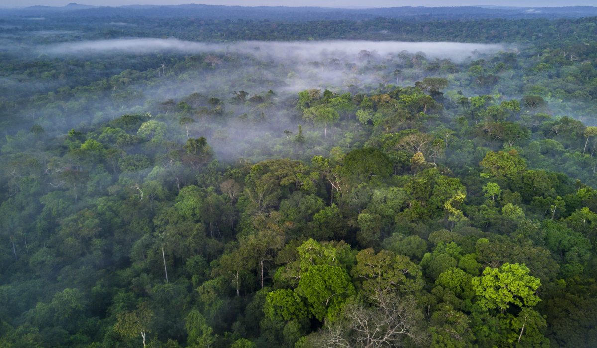 Selva en el Amazonas, entre los territorios de Colombia y Brasil (Foto vía Getty Images)