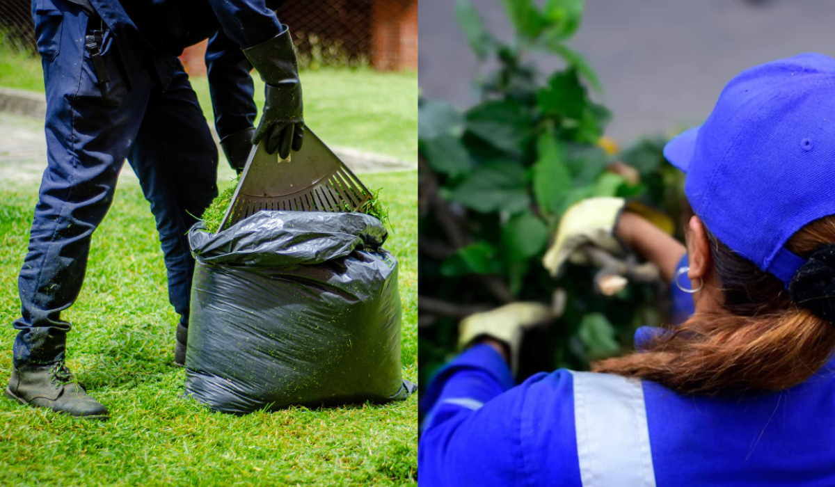Trabajadora de podando árboles y una persona arreglando el pasto(Fotos vía Cortesía y Getty Images)