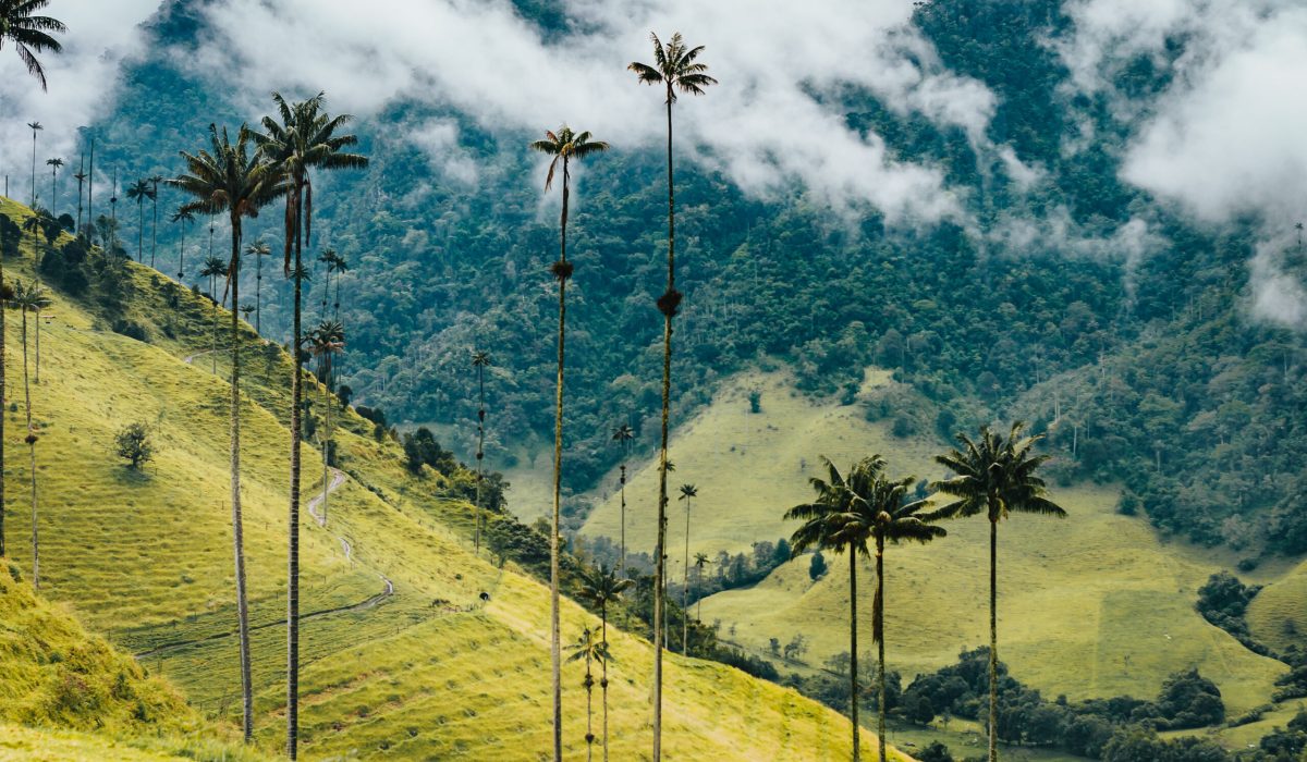 Valle del Cocora, Salento, Colombia (Foto vía Getty Images)