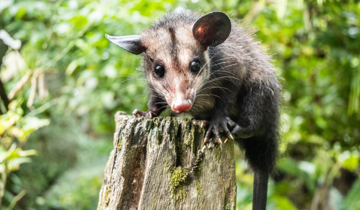 ¿Qué animal es una ‘chucha’ y por qué se le dice así?